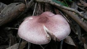 Agaricus 'marzipan' - the almondy agaricus (JF495057) - updated!