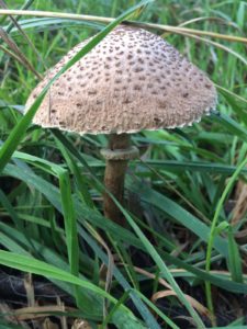 Macrolepiota clelandii (the Australian Parasol mushroom)