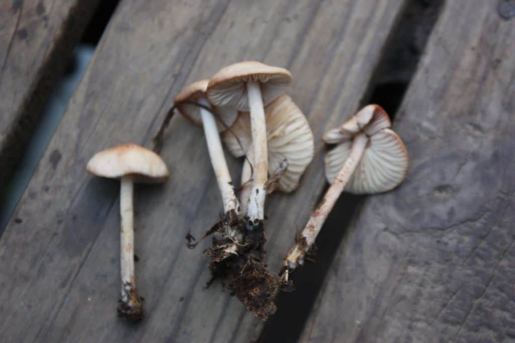 Marasmius oreades - the fairy ring mushroom