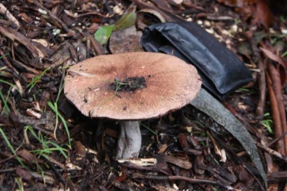 Agaricus 'No Stain Pine forest' - JF495040