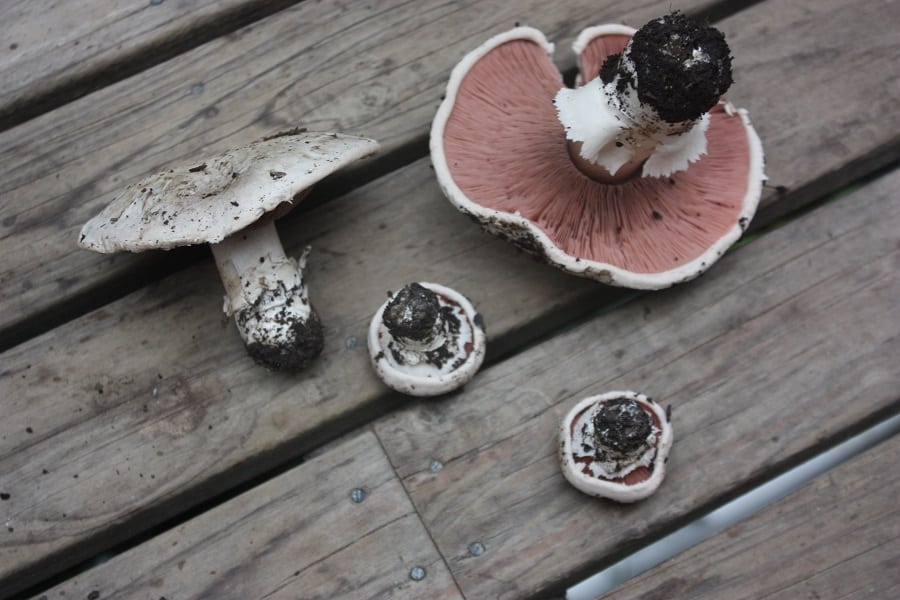 Agaricus bitorquis - the pavement mushroom