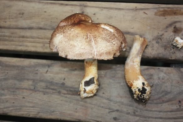 Agaricus 'marzipan' - the almondy agaricus (JF495057) - updated!