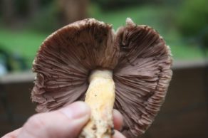 Agaricus 'marzipan' - the almondy agaricus (JF495057) - updated!