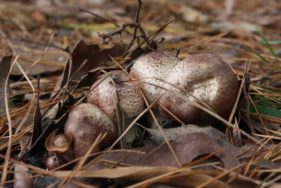 Agaricus 'marzipan' - the almondy agaricus (JF495057) - updated!