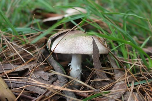 Agaricus 'marzipan' - the almondy agaricus (JF495057) - updated!