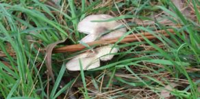 Agaricus 'marzipan' - the almondy agaricus (JF495057) - updated!