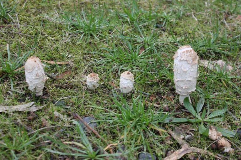 Coprinus comatus (The Shaggymane)
