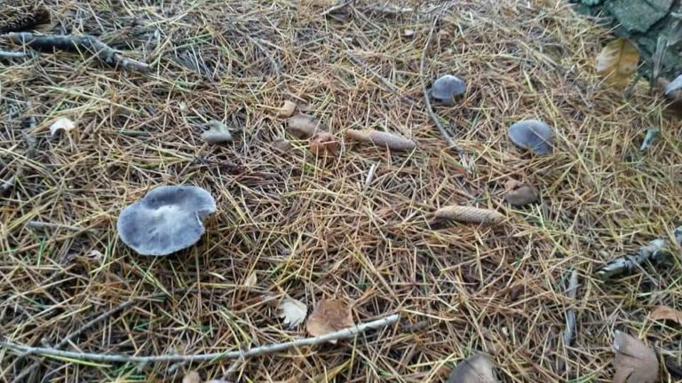 Grey Ghost / Grey Knight (Tricholoma terreum)