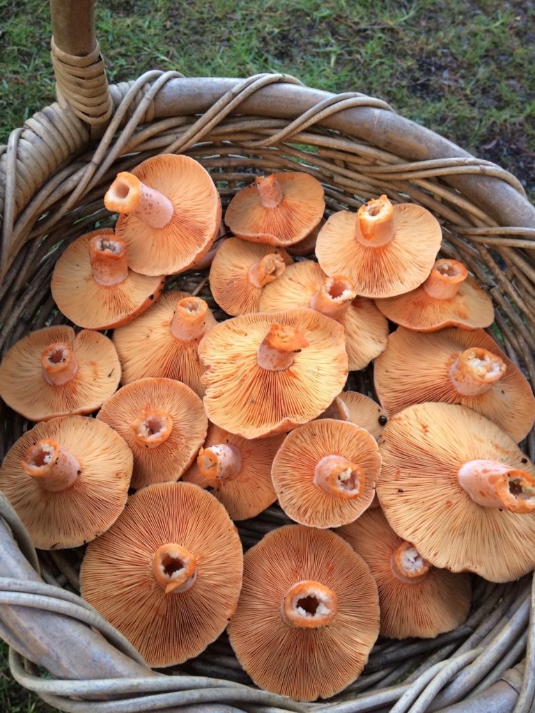 Saffron Milk Cap – Pine Mushroom (Lactarius deliciosus)