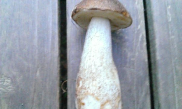 Brown Birch Bolete (Leccinum scabrum)