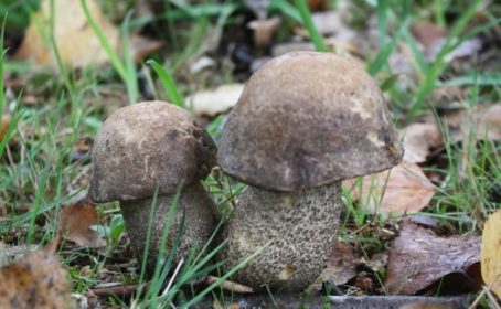 Brown Birch Bolete (Leccinum scabrum)