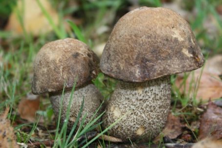 Brown Birch Bolete (Leccinum scabrum)