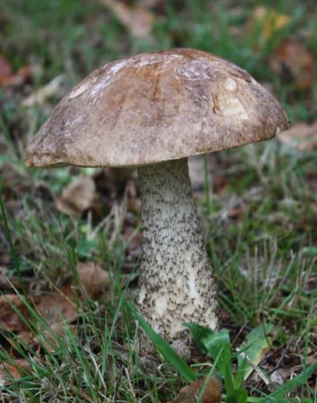 Brown Birch Bolete (Leccinum scabrum)