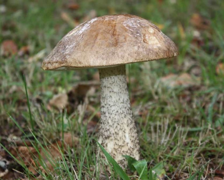 Brown Birch Bolete (Leccinum scabrum)