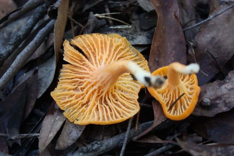 Cantharellus concinnus