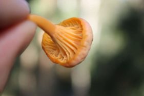 Agaricus 'No Stain Pine forest' - JF495040