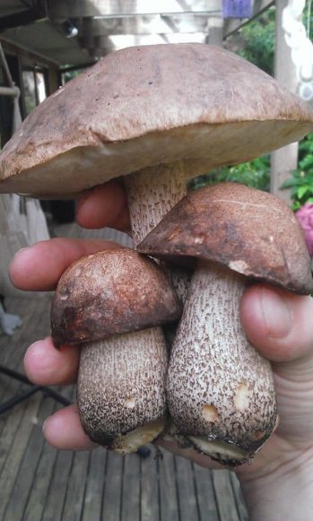 Brown Birch Bolete (Leccinum scabrum)