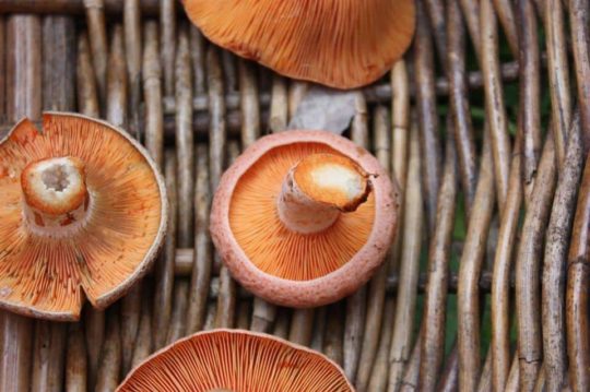 Saffron Milk Cap - Pine Mushroom (Lactarius deliciosus)