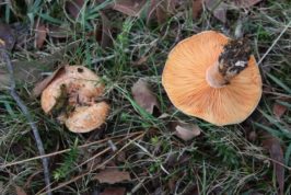 Saffron Milk Cap - Pine Mushroom (Lactarius deliciosus)