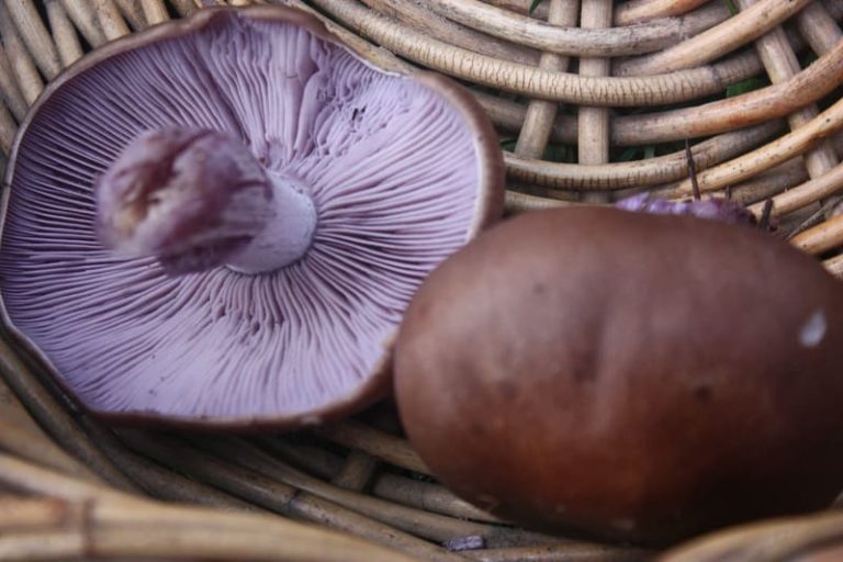 Wood Blewit (Lepista nuda)