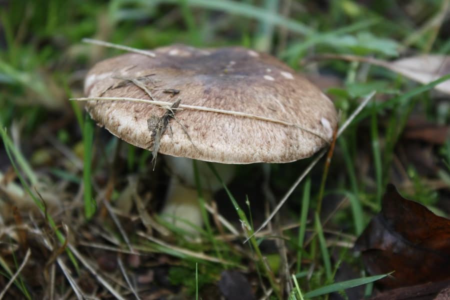 Agaricus 'aniseedy' - an edible member of xanthodermatei?