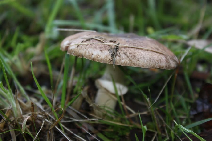 Agaricus 'aniseedy' - an edible member of xanthodermatei?