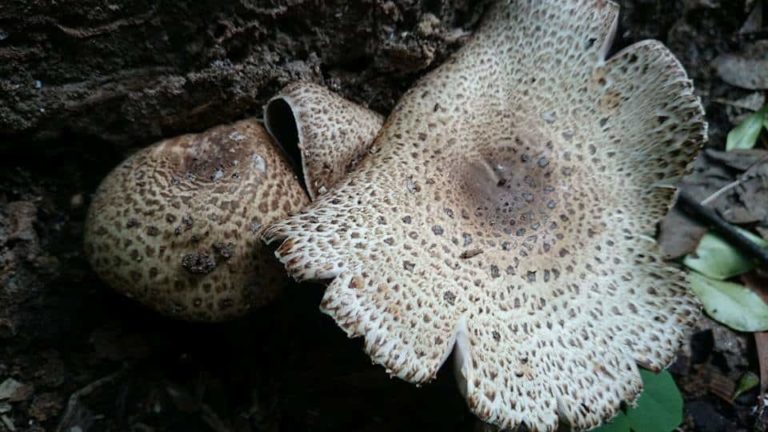 Agaricus flocculosipes – an edible species of the arvensis clade – updated!