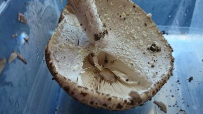 Agaricus flocculosipes - an edible species of the arvensis clade - updated!