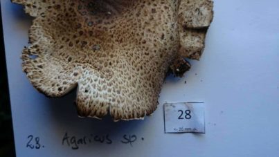 Agaricus flocculosipes - an edible species of the arvensis clade - updated!