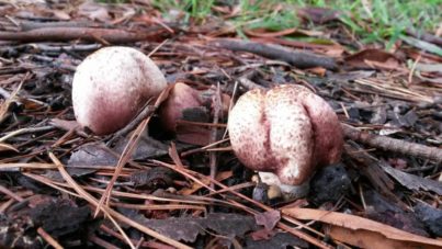 Agaricus 'marzipan' - the almondy agaricus (JF495057) - updated!