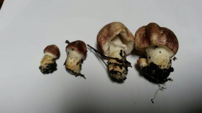 Agaricus 'marzipan' - the almondy agaricus (JF495057) - updated!