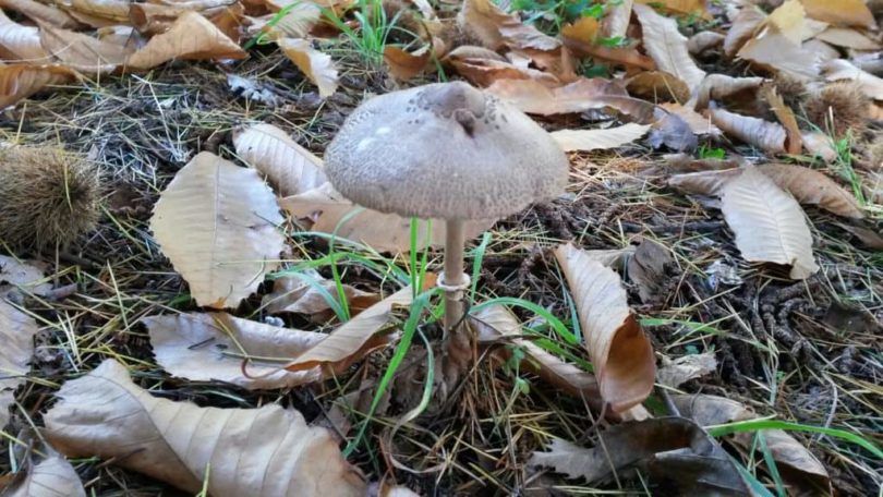 Macrolepiota clelandii (the Australian Parasol mushroom)