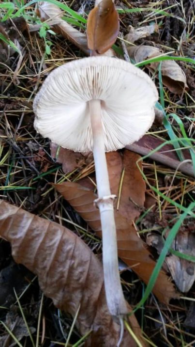 Macrolepiota clelandii (the Australian Parasol mushroom)