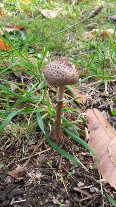 Macrolepiota clelandii (the Australian Parasol mushroom)