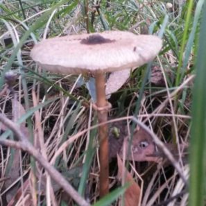 Macrolepiota clelandii (the Australian Parasol mushroom)