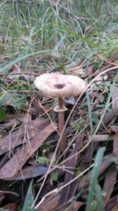 Macrolepiota clelandii (the Australian Parasol mushroom)