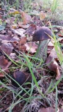 Brown Birch Bolete (Leccinum scabrum)