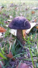 Brown Birch Bolete (Leccinum scabrum)