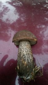 Brown Birch Bolete (Leccinum scabrum)