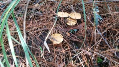 Suillus bovinus (the Bovine Bolete) - A new arrival in Selby