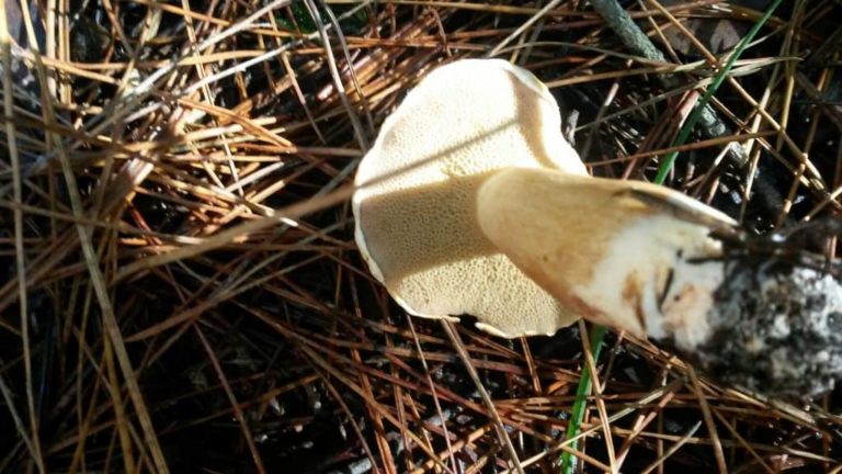 Suillus bovinus (the Bovine Bolete) – A new arrival in Selby