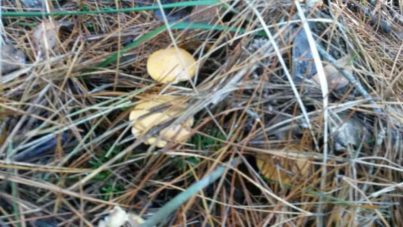 Suillus bovinus (the Bovine Bolete) - A new arrival in Selby