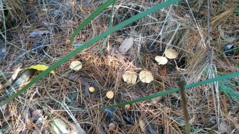 Suillus bovinus (the Bovine Bolete) - A new arrival in Selby