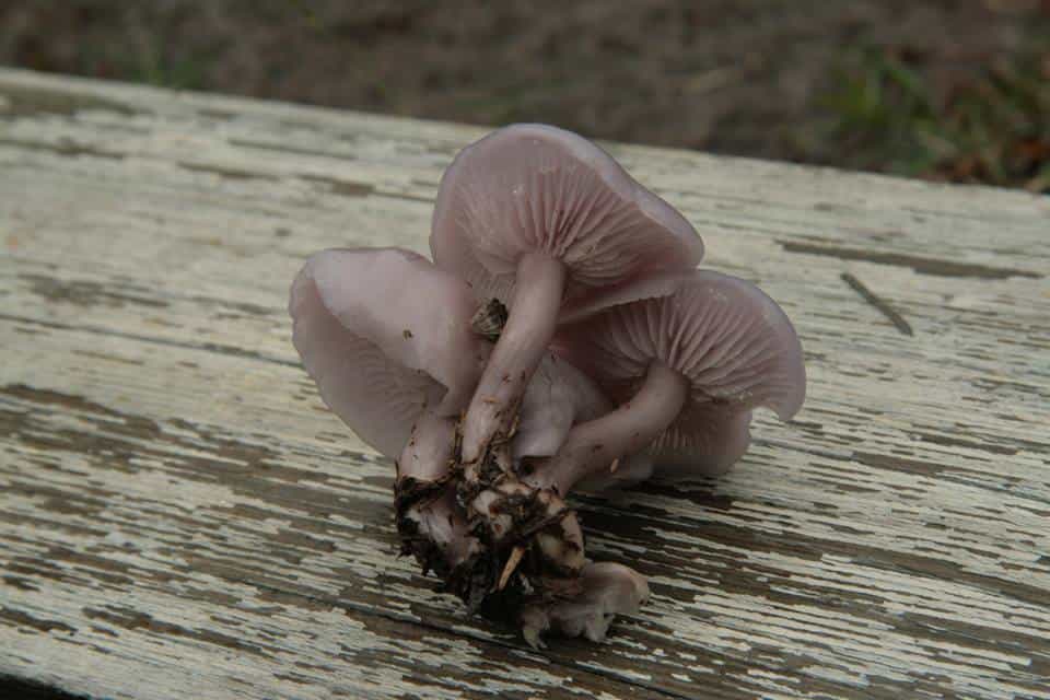 Lepista sordida (the lilac blewit)