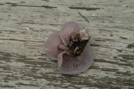 Lepista sordida (the lilac blewit)