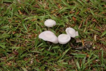 Lepista sordida (the lilac blewit)