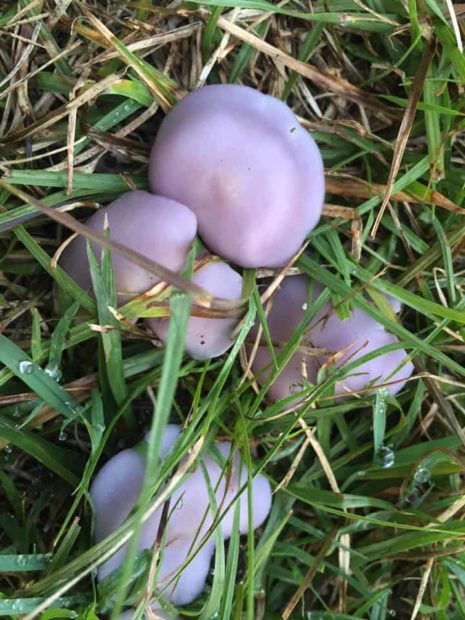 Lepista sordida (the lilac blewit)