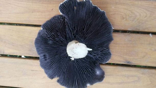 King Stropharia - Wine Cap - Stropharia rugosoannulata