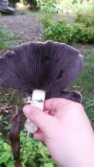 King Stropharia - Wine Cap - Stropharia rugosoannulata