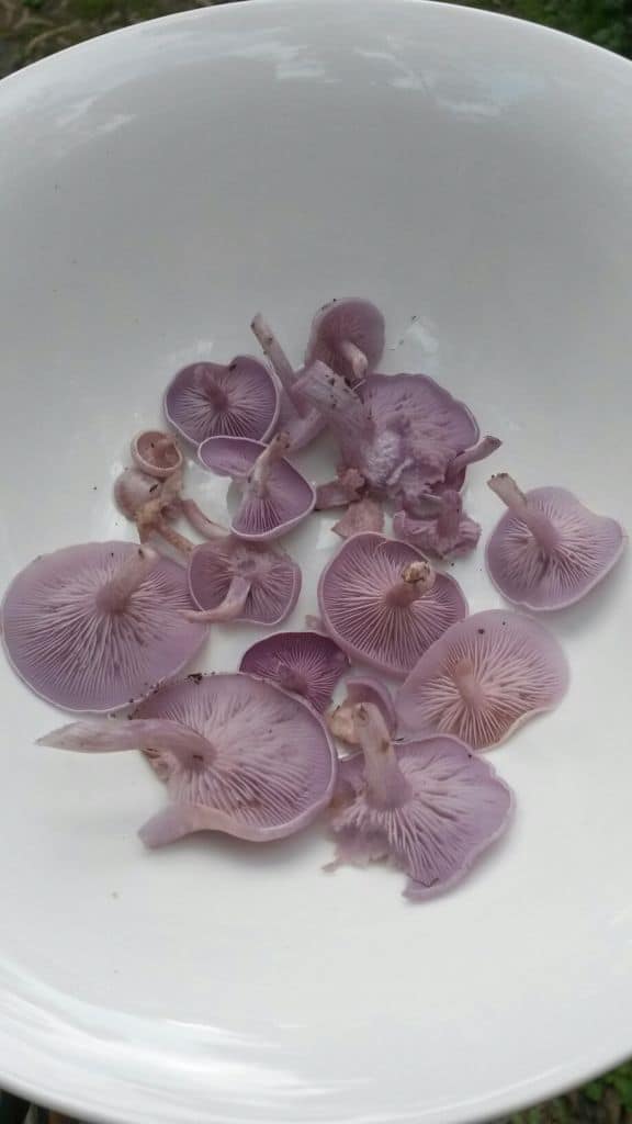 Successful outdoor fruiting of Lepista sordida - the lilac blewit